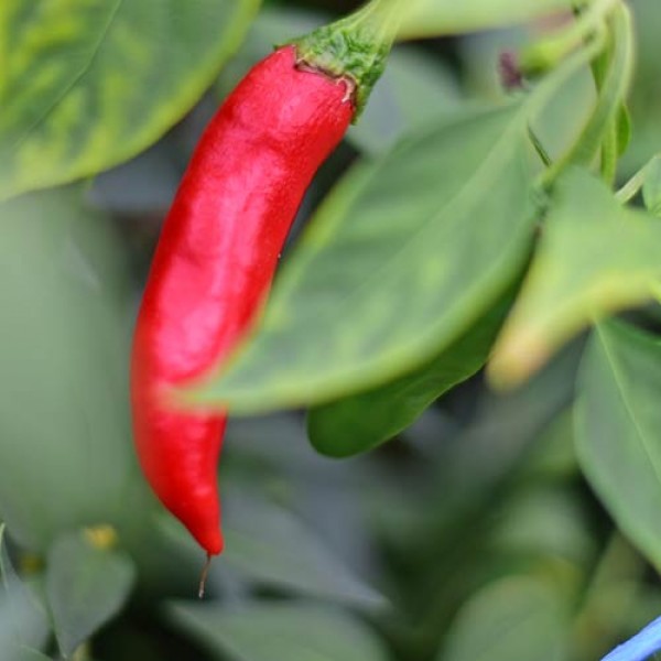 Drago Chili Seeds 1000 Stk.