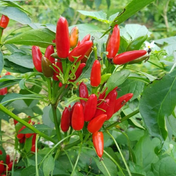 Piccante a Mazetti Chili Seeds