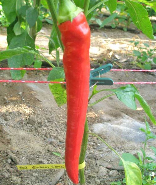 Extrem Long Chili Seeds