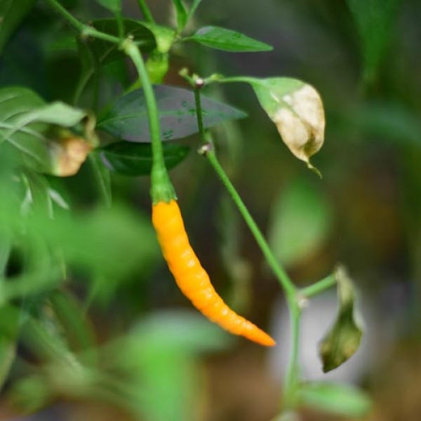 Organic Thai Orange Hot Chili Seeds 1000 Stk.