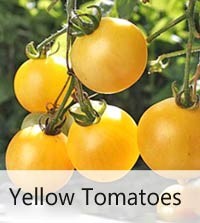 200 Seeds Sweet Aperitif Gourmet Tomato