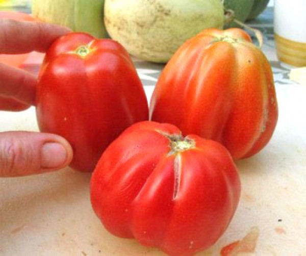 Costoluto Fiorentino Tomato Seeds