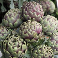 Artischocke_Violetta_di_Chioggia_Samen_1.jpg Artischocke_Violetta_di_Chioggia_Samen_1.jpg