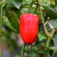 Bio_Jalapeno_TAM_Chili_Samen_01.jpg Bio_Jalapeno_TAM_Chili_Samen_01.jpg