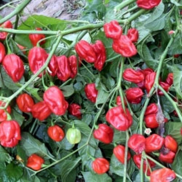 7 Pot Burgundy Chili Seeds