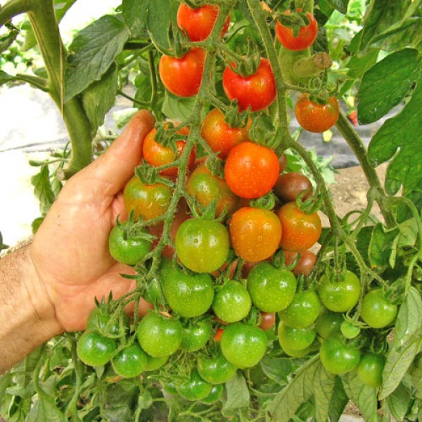 Ciliegia Nano Tomato Seeds