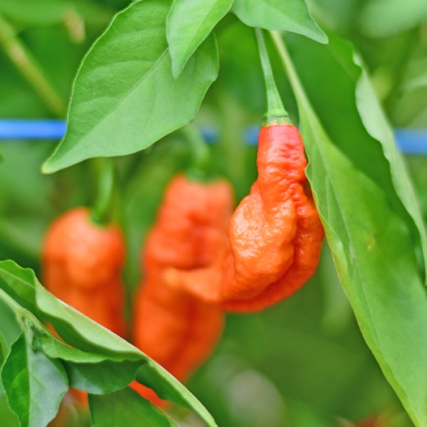 Bio_Habanero_Francisca_Orange-TM-Chili_Samen_01.jpg