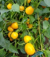 Cherry_Bomb_Yellow_Chili_Samen_1.jpg Cherry_Bomb_Yellow_Chili_Samen_1.jpg