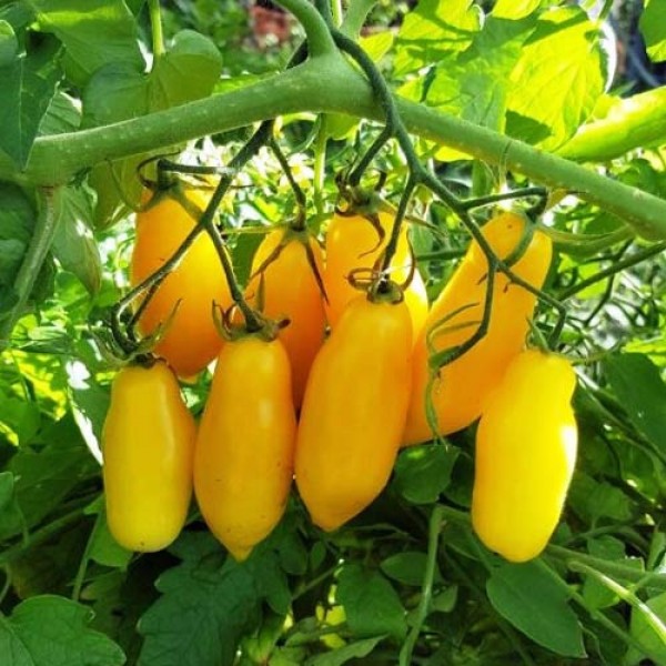 Tegucigalpa_Yellow_Tomaten_Samen_1.jpg