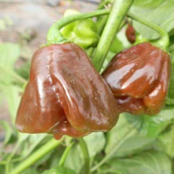 Black Stinger Chili Seeds