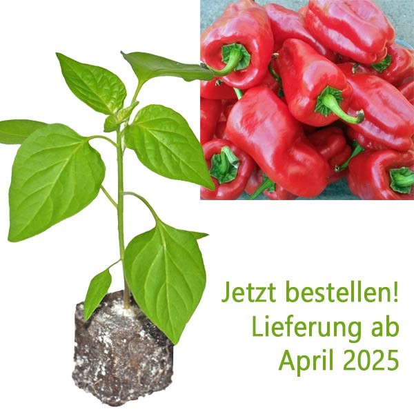 Organic Letschauer Schoten Pfeffer Chili Plant