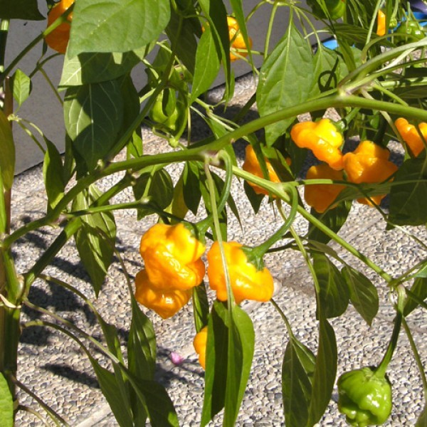 Bio_Scotch_Bonnet_Yellow_Chili_Samen_01.jpg
