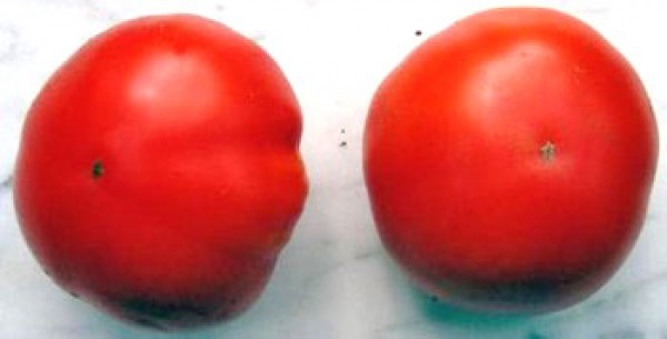 Marglobe Tomato Seeds