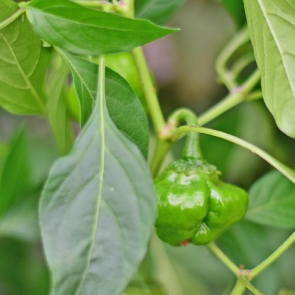 Organic Yellow Scotch Bonnet Chili Seeds