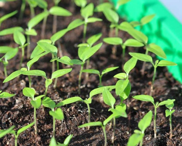 Transplanting chillies correctly