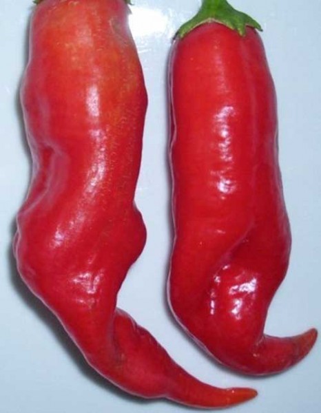 Aji_Picante_Chili_Samen_1.jpg