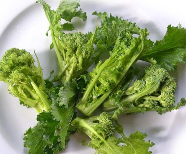 Sprossenbrokkoli_Broccoletto_Quarantino_Riccio_Samen_1.jpg