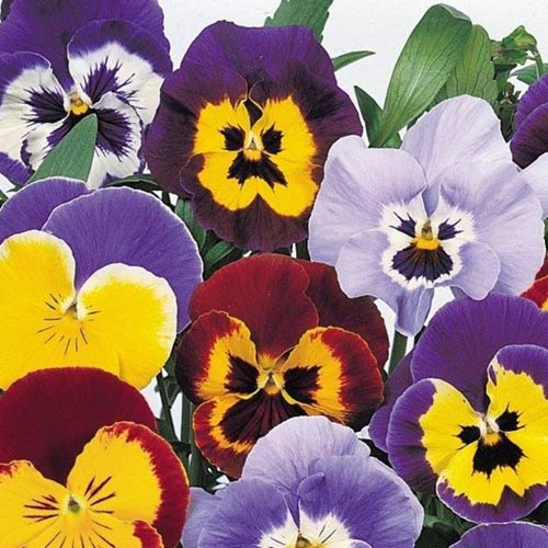 PREMIER SEEDS DIRECT - Pansy - Giant Swiss Mixed - 1300 Finest Seeds
