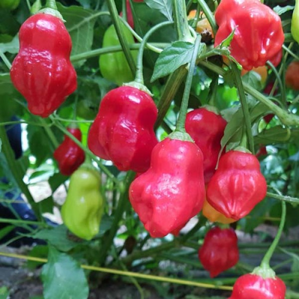 Rainforest Chili Seeds