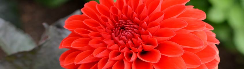 rote_Blumen