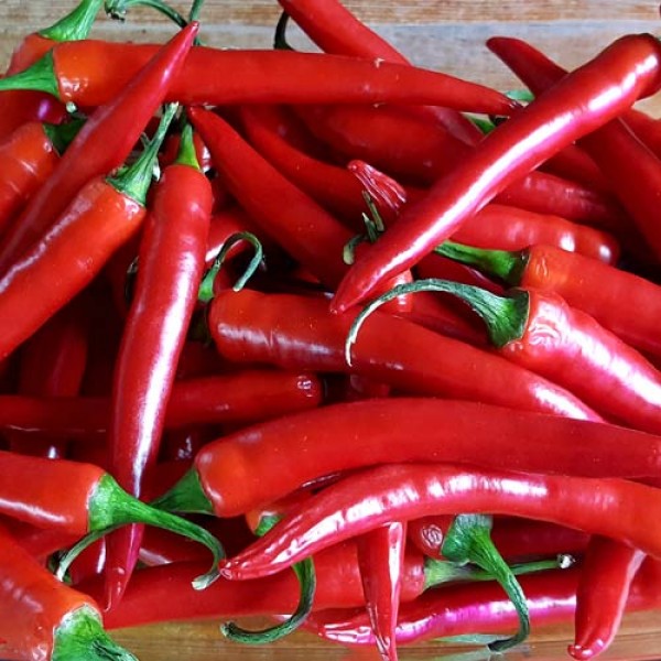 Cayenne_Chili_Samen_1.jpg