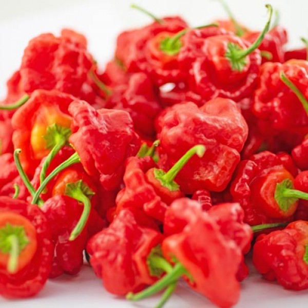 BIO_Scotch_Bonnet_Red_Chilis_frisch_500g_01.jpg