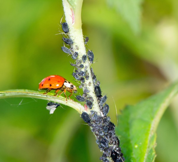 Beneficial Insects