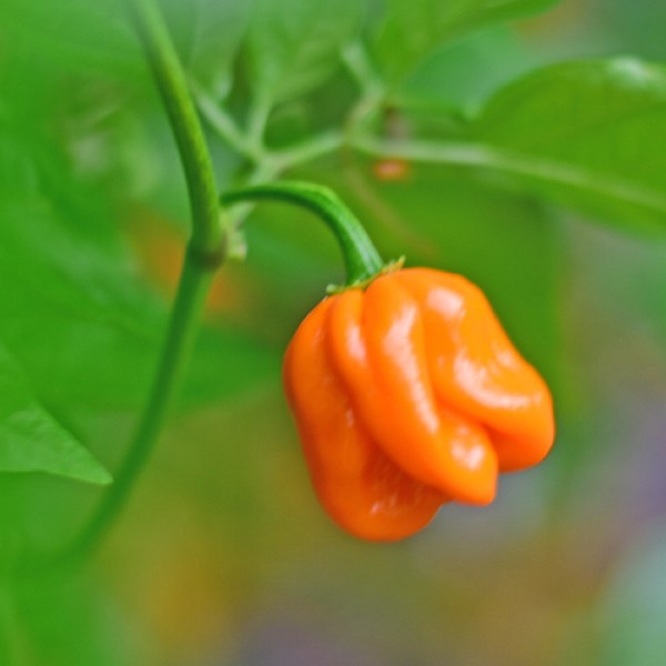 Habanero_Fogon_Chili_Samen_01.jpg