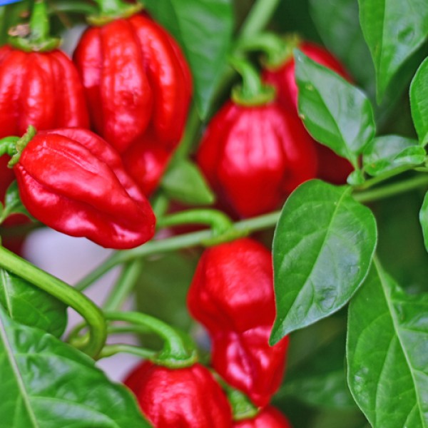 Organic Habanero Mauru Sauru Chili Seeds
