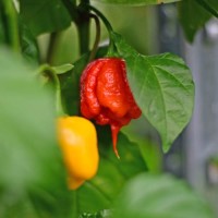 Carolina_Reaper_Chili_Samen_Weltrekordhalter_1.jpg Carolina_Reaper_Chili_Samen_Weltrekordhalter_1.jpg