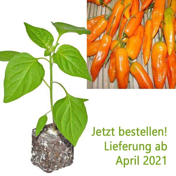 Organic Aji Amarillo Chili Plant Buy Online At Chili Shop24 Com