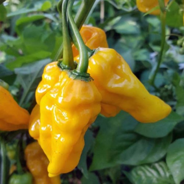 Naga_Dorset_Orange_Chili_Samen_1.jpg