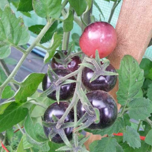 Indigo_Blue_Berries_Tomaten_Samen_1.jpg