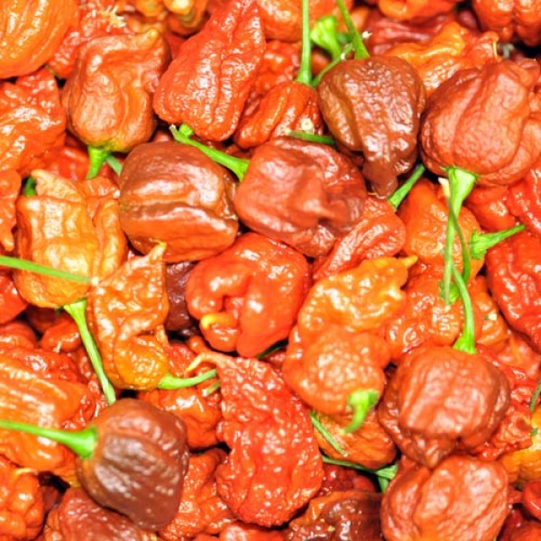 Fresh organic Carolina Reaper Brown Chillis 100g