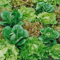 Salat_Mix_Samen_1.jpg Salat_Mix_Samen_1.jpg