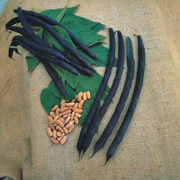 Runner bean Cosse Vilette Seeds