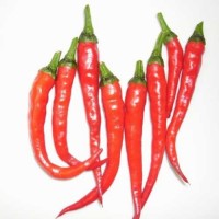 Cayenne_Thin_Chili_Samen_1.jpg Cayenne_Thin_Chili_Samen_1.jpg