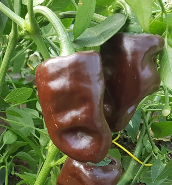 Chihuacle Negro Chili Seeds