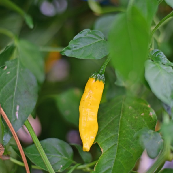 Organic Aji Pineapple Chili Seeds 1000 Stk.