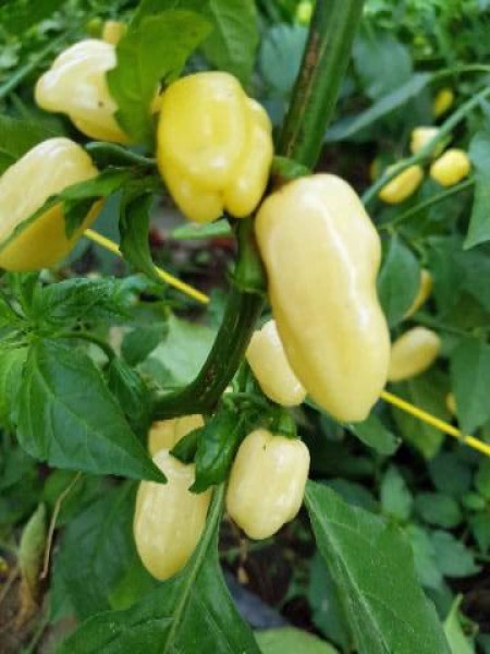 140541_01.jpg