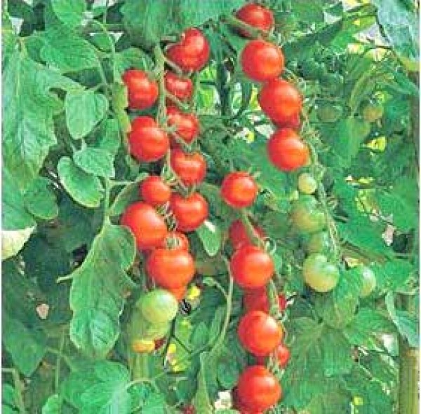 Order Gardeners Delight Tomato Seeds Online Chili Shop24 De