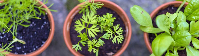 Salad Herbs