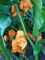 Carolina Reaper Orange Chili Seeds Carolina Reaper Orange Chili Seeds