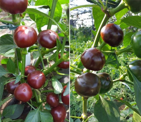 Chocolate Cherry Chili Seeds