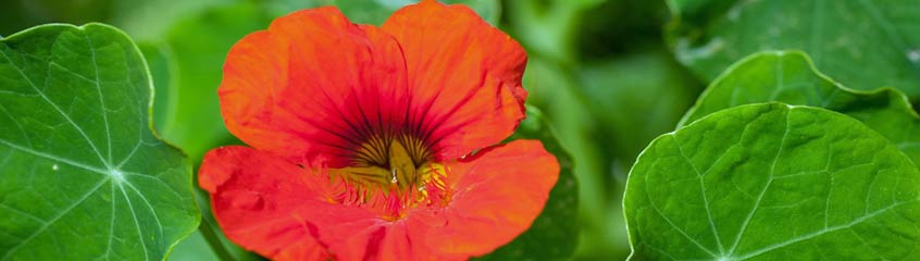 Nasturtium