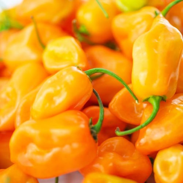 Fresh organic Habanero orange Chillies 1kg