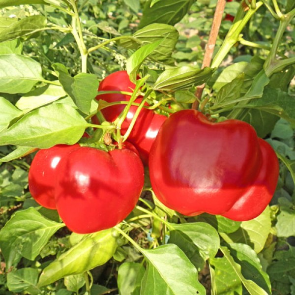 Gambo Chili Seeds