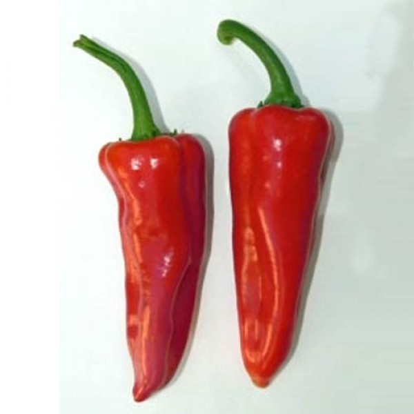 Dulce de Espana Chili Seeds