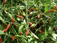 Guam Boonies Chili Seeds Guam Boonies Chili Seeds