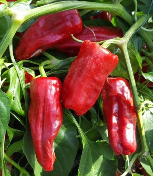 Order de Padron Chili Seeds online -